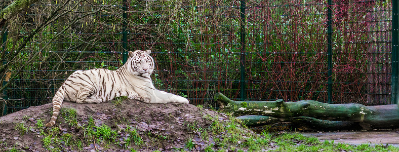 白虎躺在山上，孟加拉虎的色素变化，来自印度的濒危动物