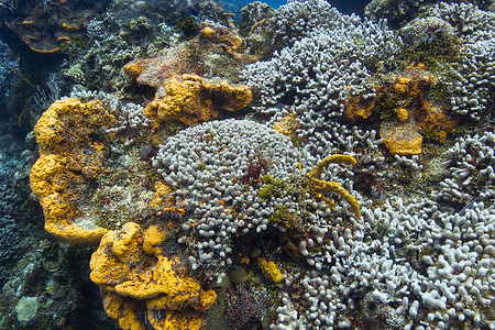 漂白珊瑚和海绵