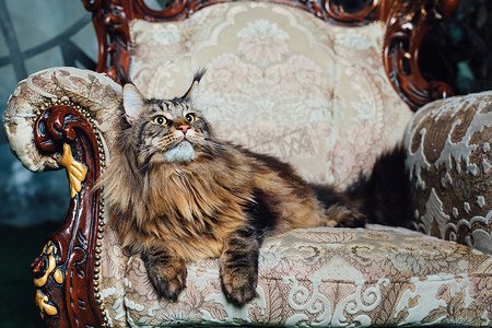缅因浣熊摄影照片_古董椅子上的缅因猫