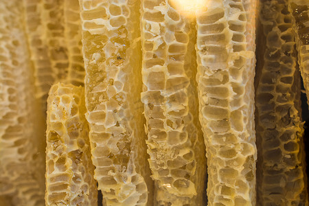 蜂巢格背景摄影照片_密封的蜂巢架中的新鲜蜂蜜