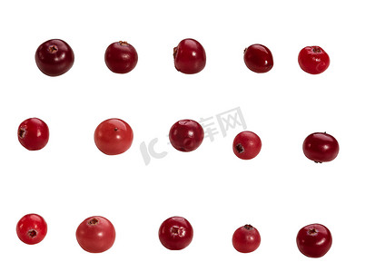 成熟的红蔓越莓排列在白色背景上孤立