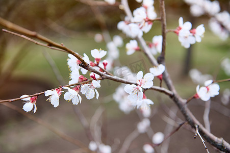 早春时节，一棵开花树的树枝上盛开着紫叶杏花。