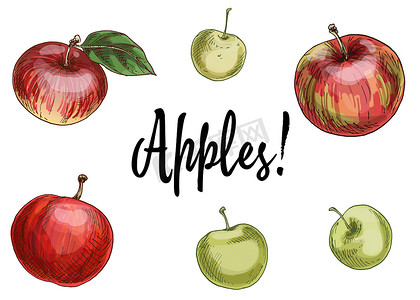 插图用不同的苹果，红色和绿色隔离在白色背景。