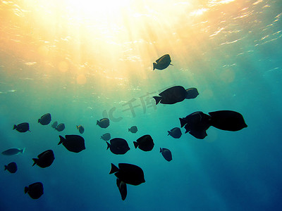 珊瑚鱼群摄影照片_阳光下水下的鱼群