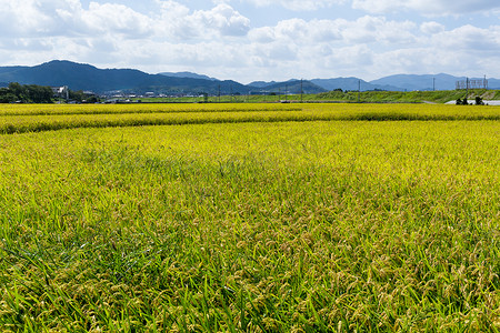 金黄背景摄影照片_田野里金黄的稻米