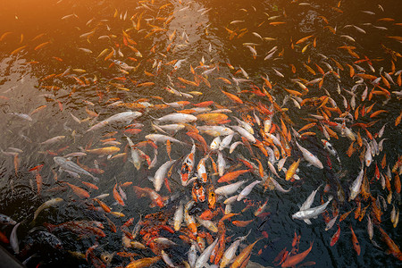 昭和摄影照片_拥有大量锦鲤的池塘 鲤鱼也被称为红白、三科和昭和