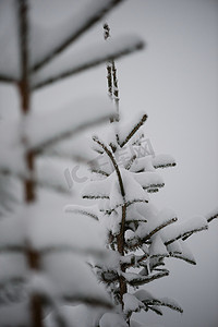 圣诞常青松树覆盖着新鲜的雪