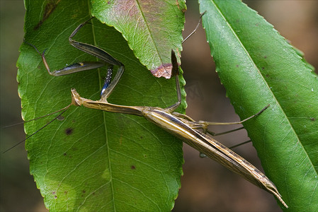 灌木丛中的螳螂