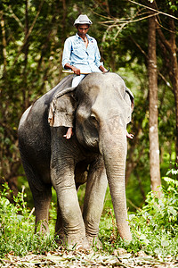 骑着的大象摄影照片_泰国大象饲养员骑着驯养的大象。