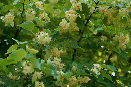 树从摄影照片_一只大黄蜂从椴树上提取花粉。