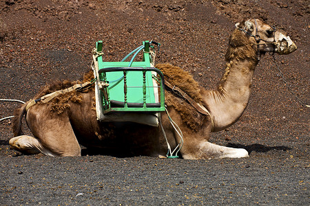 西班牙兰萨罗特岛蒂曼法亚火山中的棕色单峰骆驼咬伤