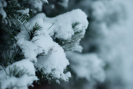 圣诞树木摄影照片_圣诞常青松树覆盖着新鲜的雪