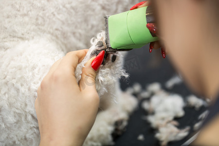 比雄摄影照片_美容师用电动理发器给小狗比雄犬修剪毛发。