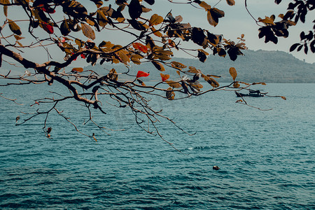 风景框摄影照片_树枝框出的清澈蓝色海景的风景
