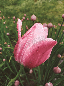 粉红色的郁金香花与清晨的露珠。
