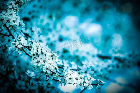 520促销艺术字摄影照片_樱花在模糊的自然背景。