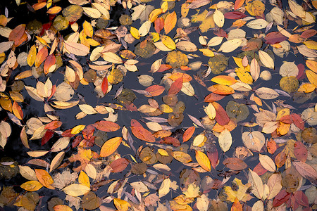 明亮的秋叶在池塘里。