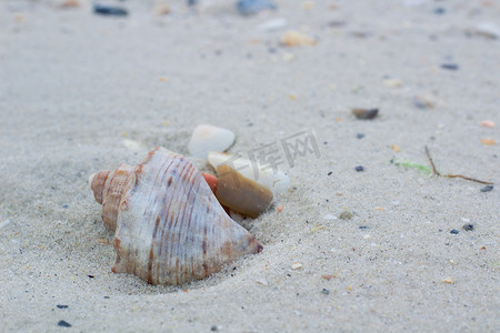 沿海沙子、海滩海景上的大贝壳和小蛤