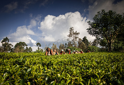 斯里兰卡马斯基利亚 — 1 月 4 日：茶计划中的女采茶工