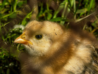 小鸟宝宝摄影照片_小鸡黄色毛茸茸的宝宝