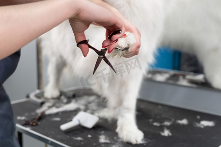 宠物剪刀摄影照片_一名女美容师用剪刀给萨摩耶犬剃毛。