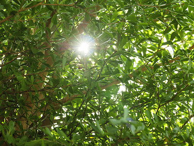 光线风摄影照片_美丽的阳光明媚的绿叶，阳光和光线在树枝上闪闪发光，随风飘动