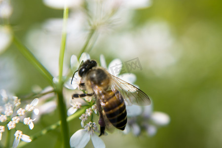 蜜蜂从香菜花中采集花蜜