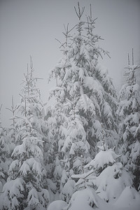 圣诞树木摄影照片_圣诞常青松树覆盖着新鲜的雪