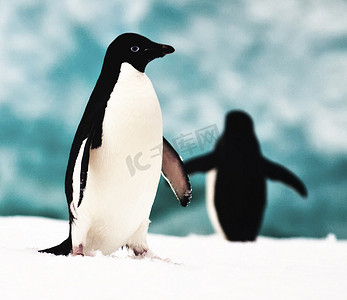 一群美丽的企鹅