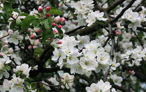 苹果树枝上美丽的花朵。