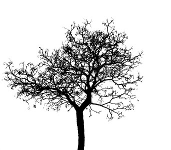 剪影死树隔离在白色背景上的可怕或死亡与剪切路径。