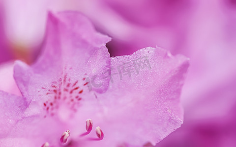 花瓣露珠摄影照片_粉红色的杜鹃花花瓣与露珠。