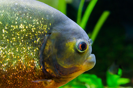 水产养殖摄影照片_红腹食人鱼的脸特写，这是一种来自南美洲的美丽多彩的热带鱼