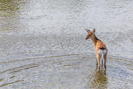 梅花鹿在河中漫步