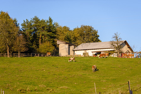 奶牛在牧场、谷仓前的草地上吃草