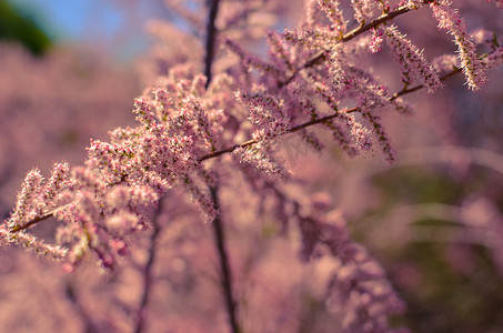 粉色夏天背景摄影照片_绿松石背景上盛开的粉色柽柳树枝