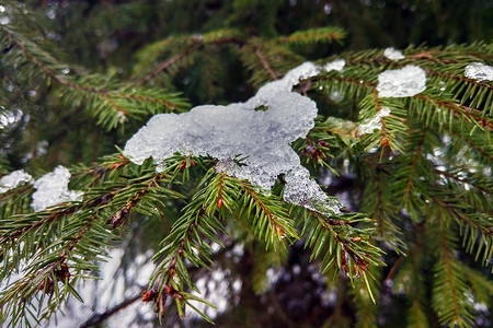 松枝装饰摄影照片_松枝上的雪融化了，春天的开始。