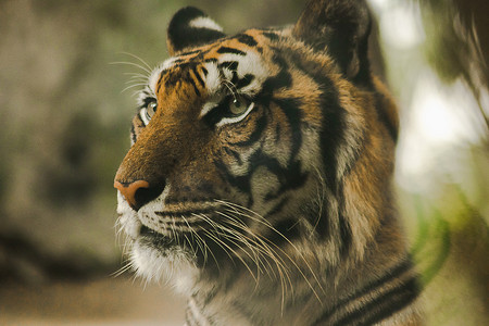老虎的眼睛看起来。老虎的眼睛是所有野兽中最明亮的。