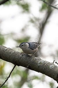 一张特写野生鸟类照片，照片中一只雌性白胸五子雀栖息在中西部森林保护区的树枝上。