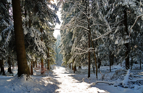 白雪覆盖的森林小路，两侧有大量的针叶树