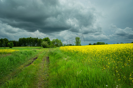 春景摄影照片_乡间小路和黄色田野，春景