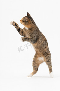 猫玩耍，跳起来，用两条后腿站立。