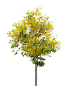 桂皮瘘树或泰国金雨国树，在白色背景下隔离，保存剪切路径。