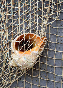 渔网中的通用贝壳。