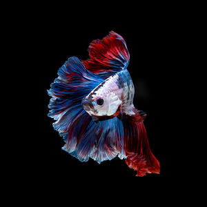 黑色背景下 Betta 鱼或暹罗斗鱼的特写艺术运动