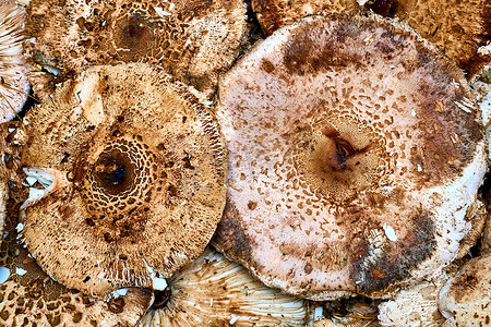 用于制作美味佳肴的食用蘑菇 Macrolepiota procera