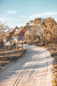 南非的长颈鹿