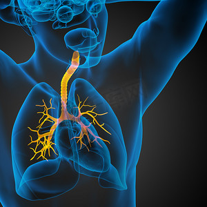 男性支气管的 3D 医学插图