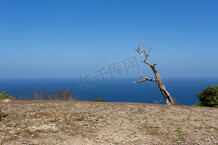 努沙佩尼达岛巴厘岛蝠鲼点潜水地点的死树