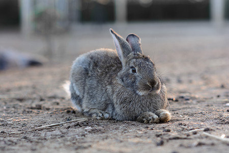 棕色的兔兔耳朵摄影照片_躺在阳光照射下的田野里的灰兔